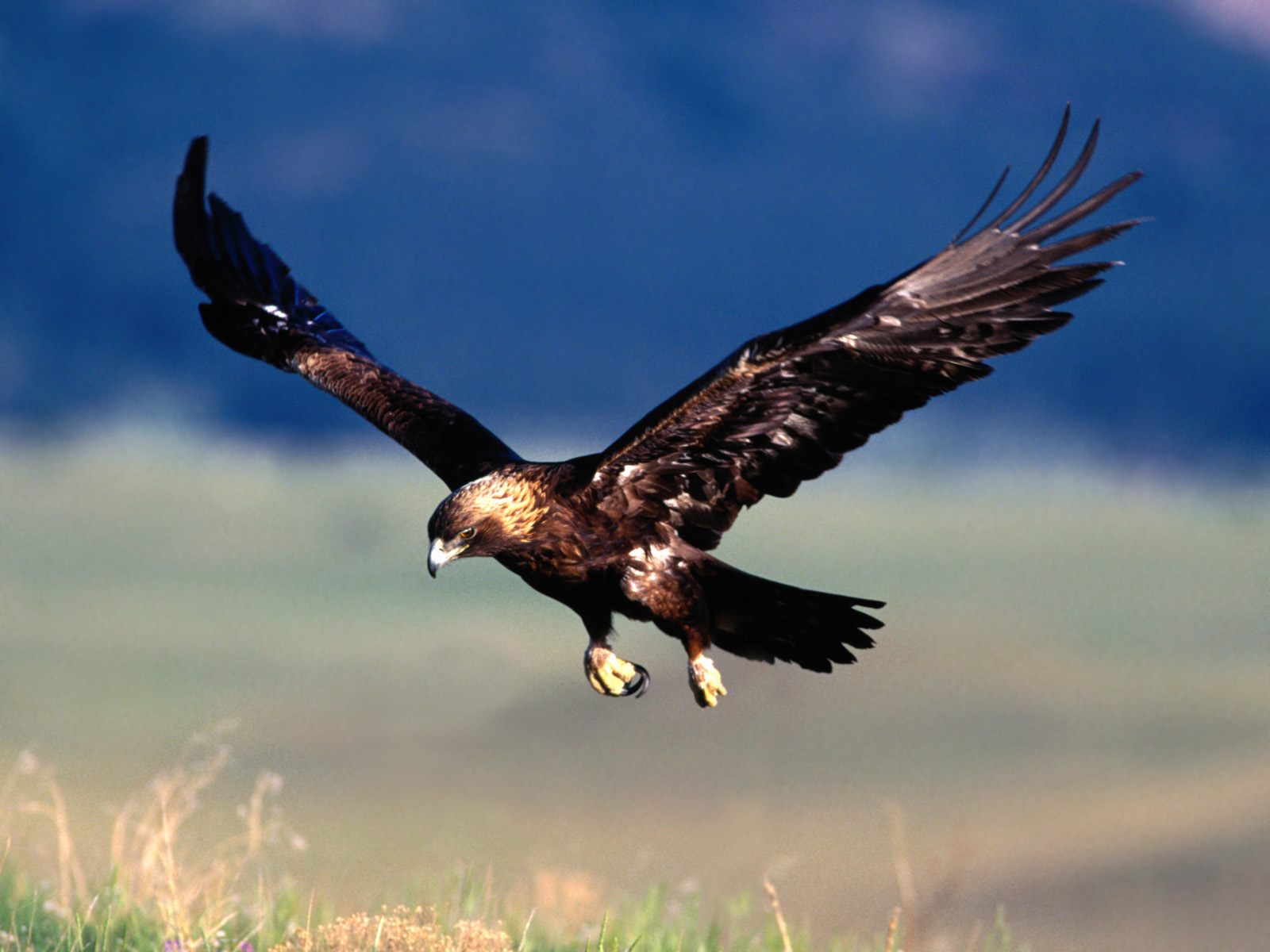 939702_070109eagle08.jpg