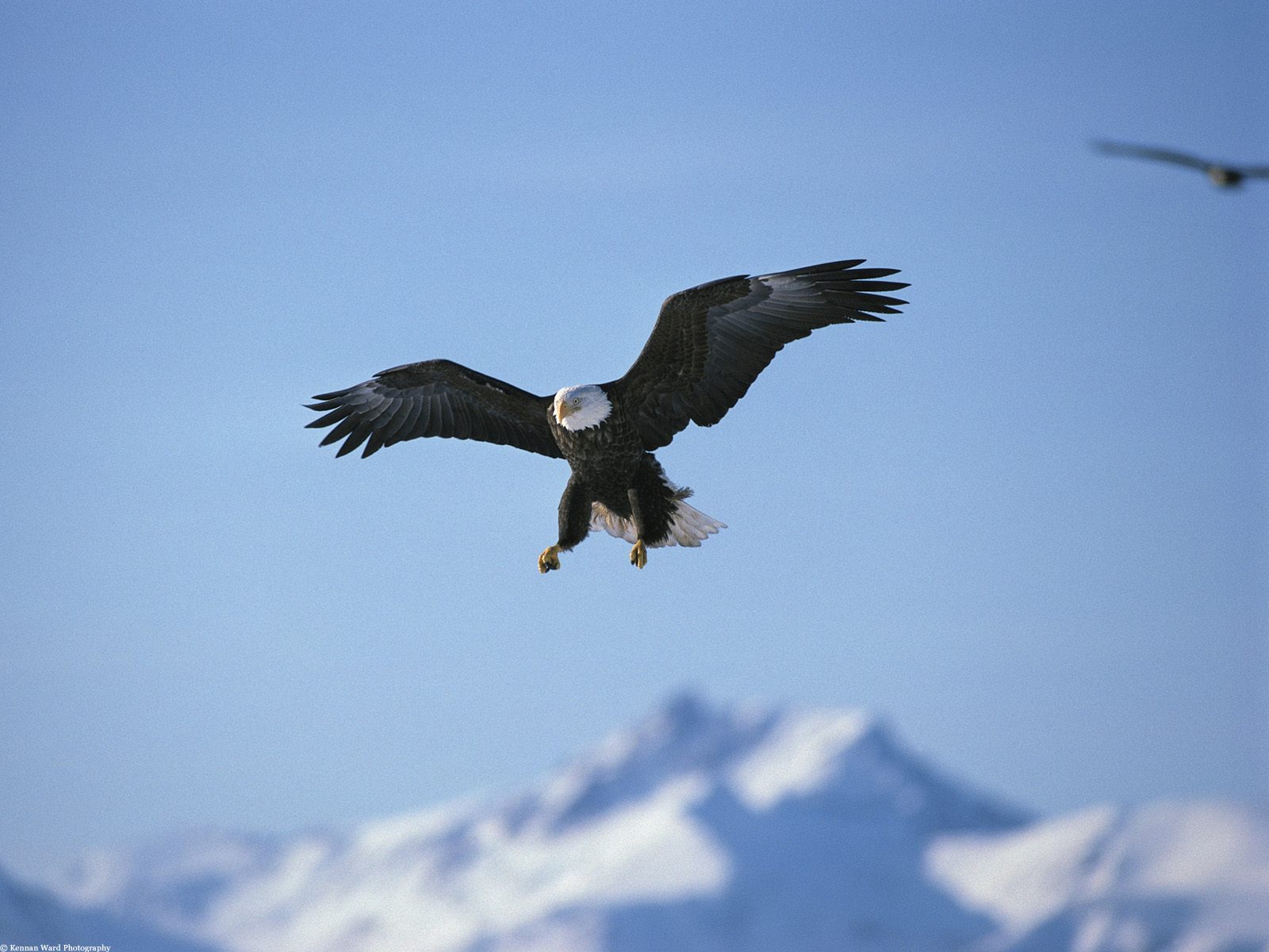 老鹰的飞行时速,老鹰的速度是多少,老鹰俯冲的速度有多快_大山谷图库