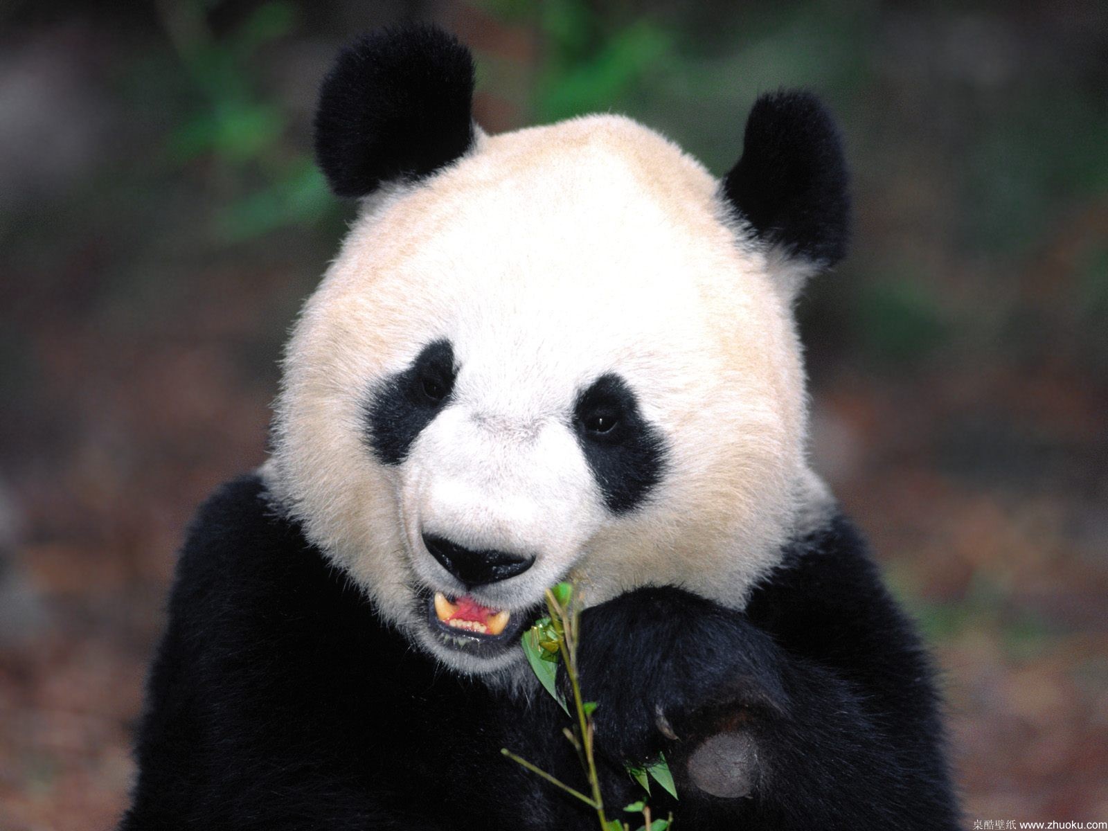 你有哪些珍藏的大熊猫小时候的照片或动图？ - 知乎