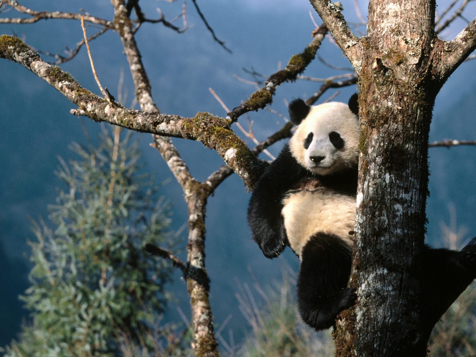 1053254_070710panda07.jpg