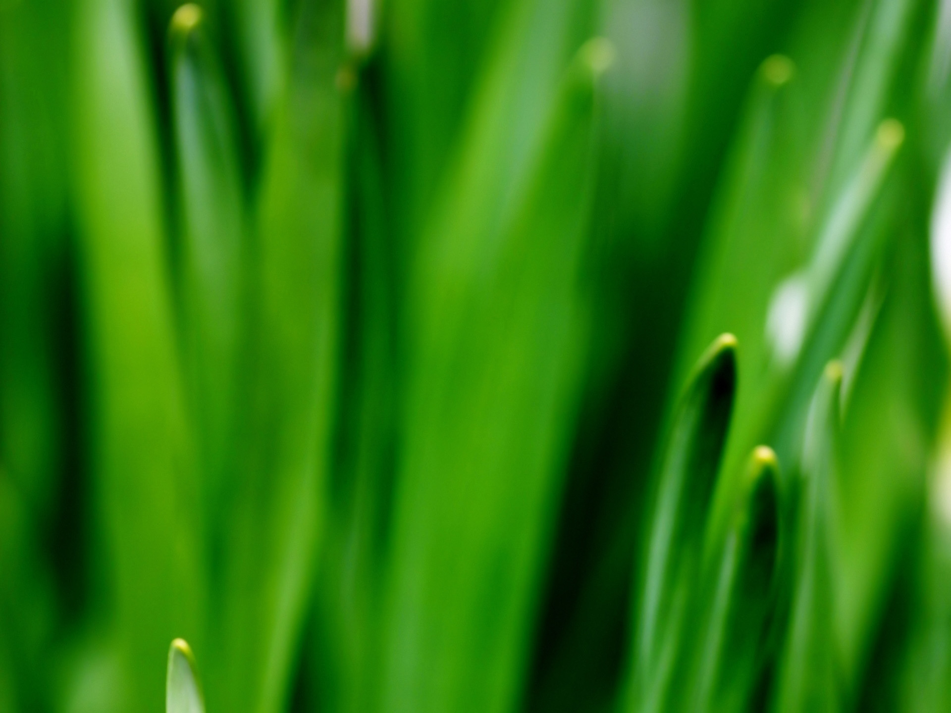 1057406_070719vplants29.jpg