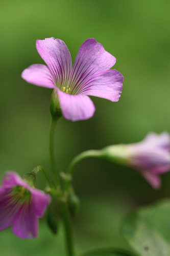 EF 100mm F/2.8L IS USM °΢ͼ