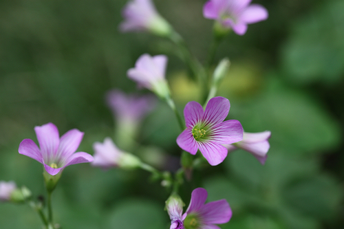 EF 100mm F/2.8L IS USM °΢ͼ