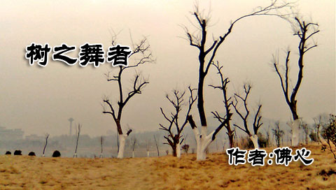树之舞者 焦点图