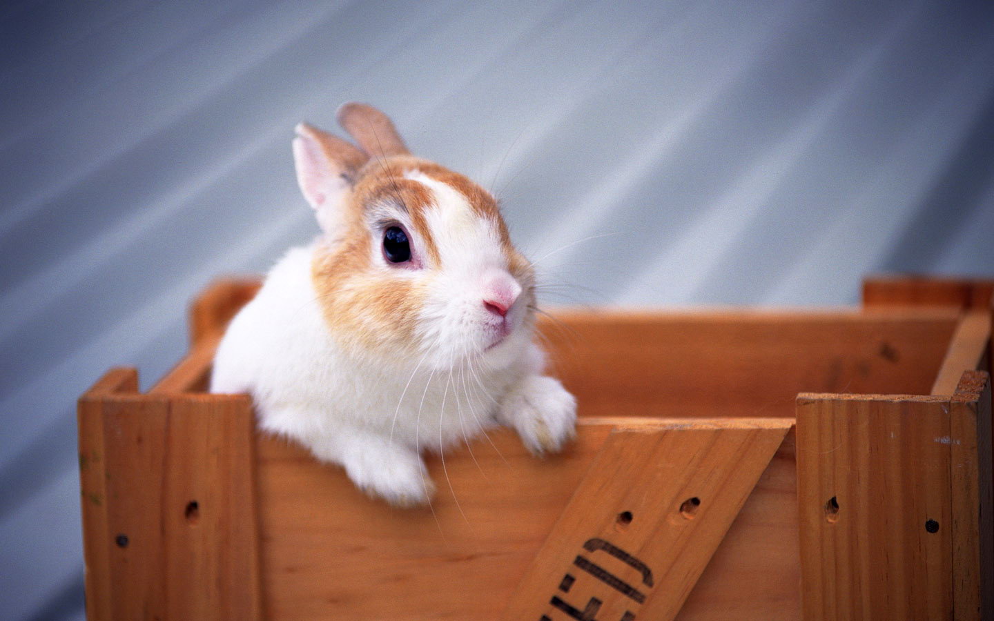 可爱的小白兔 壁纸图片