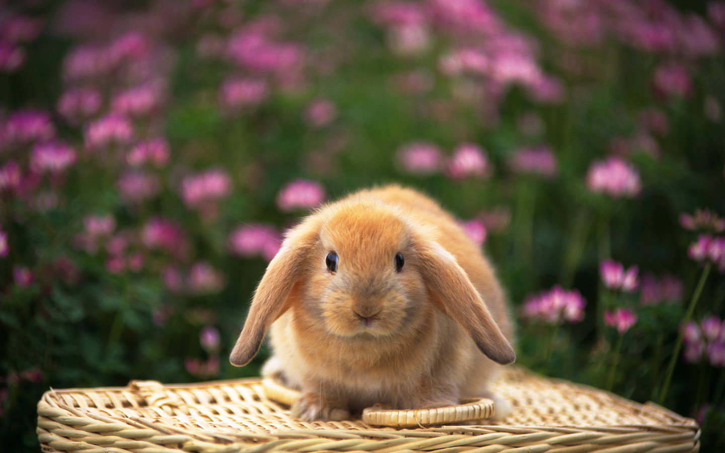 宽屏世界可爱兔子宽屏壁纸