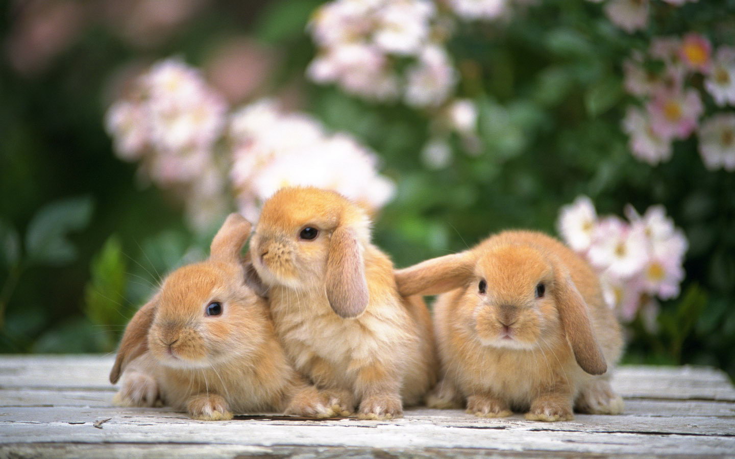 宽屏世界可爱兔子宽屏壁纸