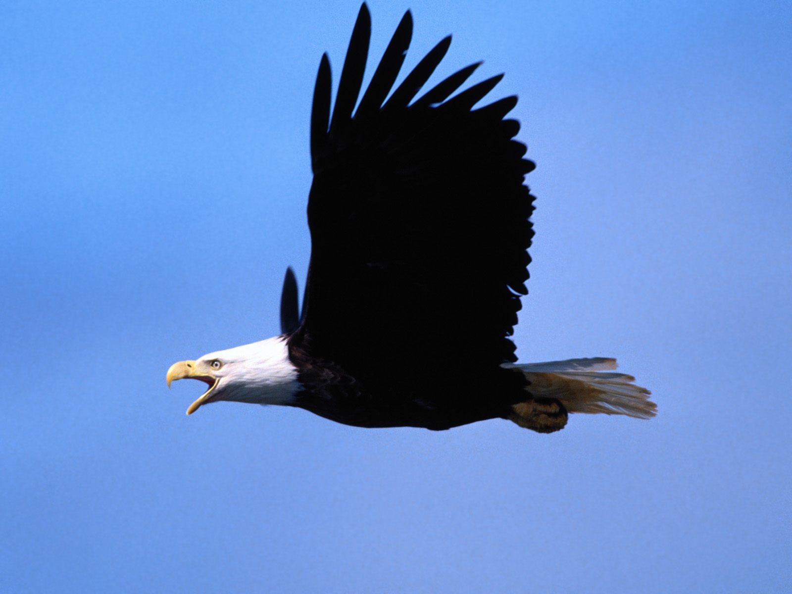 鹰 鸟 动物 - Pixabay上的免费照片 - Pixabay