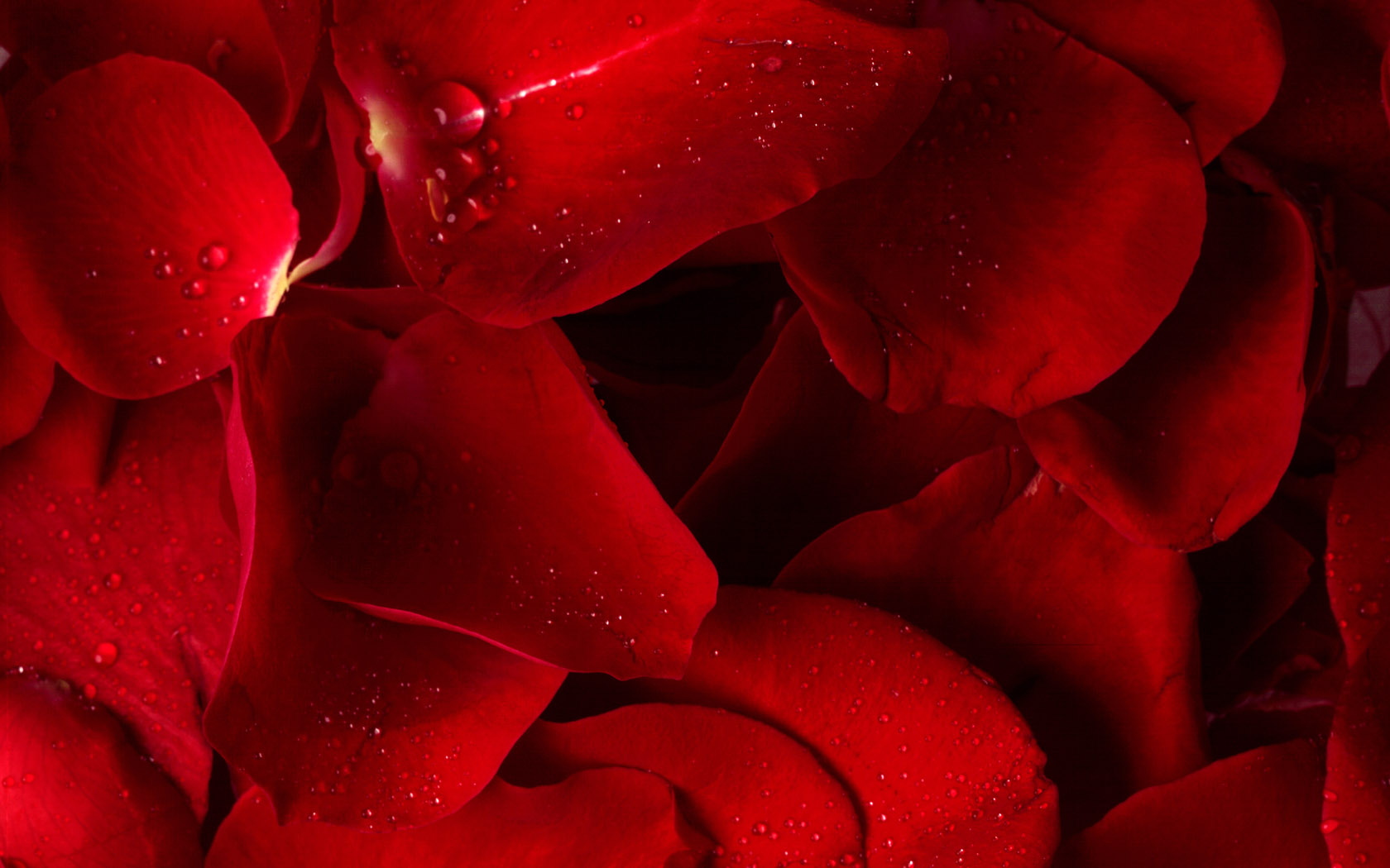 亮晶晶红玫瑰花gif素材-动态图片基地