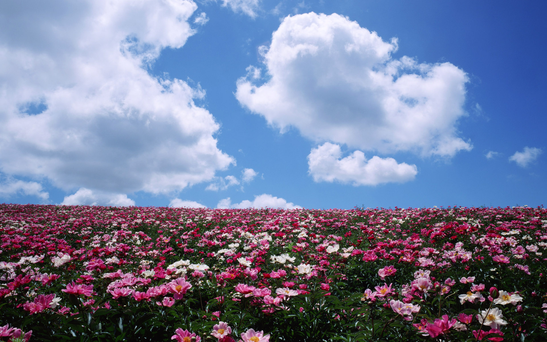 草地藍天白雲花卉背景 草地 藍天 白雲背景圖片免費下載