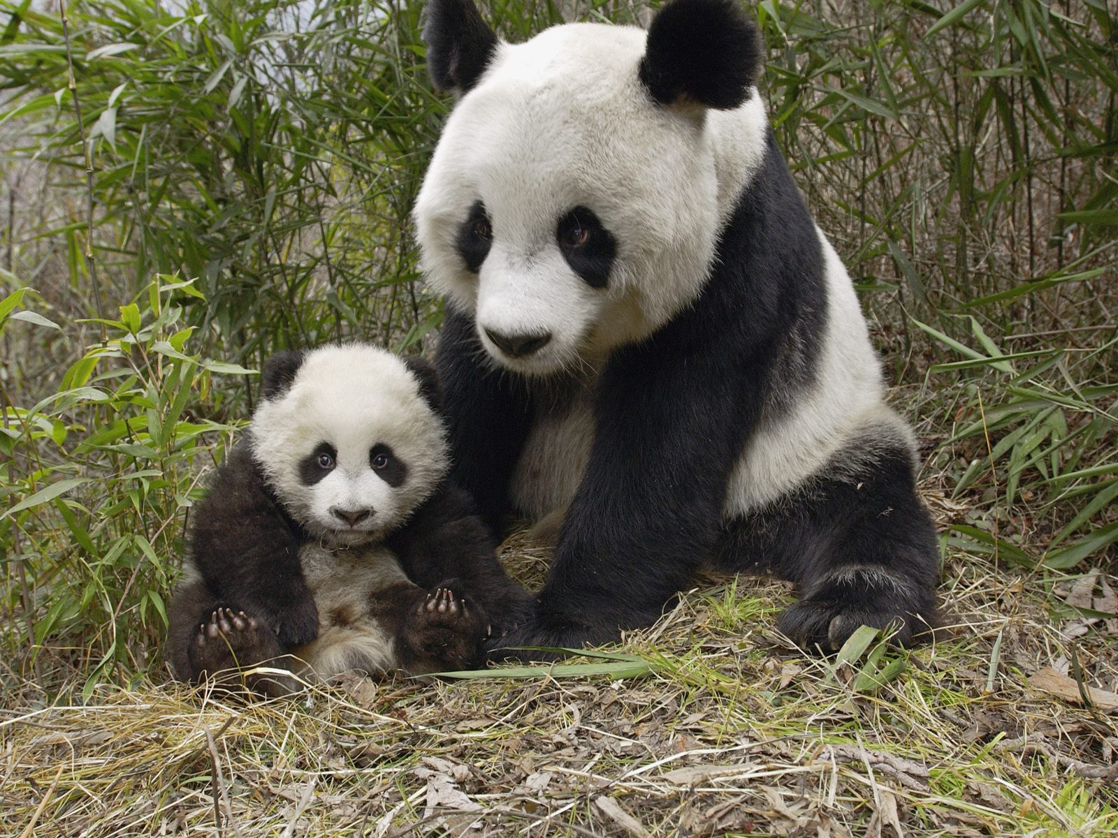 国宝熊猫可爱高清壁纸高清大图预览1600×1200_动物壁纸下载_美桌网