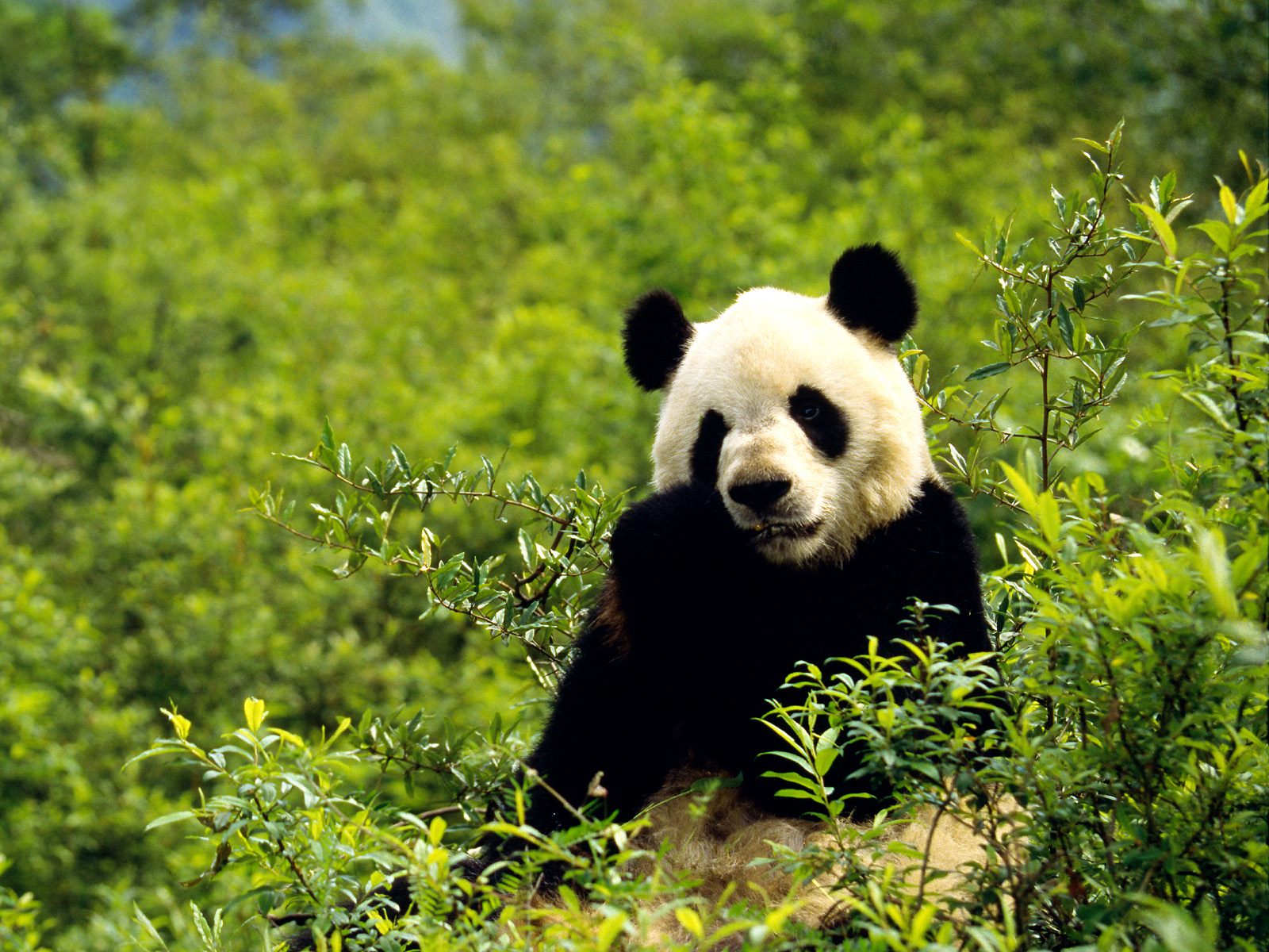 前几天拍的一组国宝熊猫🐻作品|摄影|动物|中国艺名 - 原创作品 - 站酷 (ZCOOL)