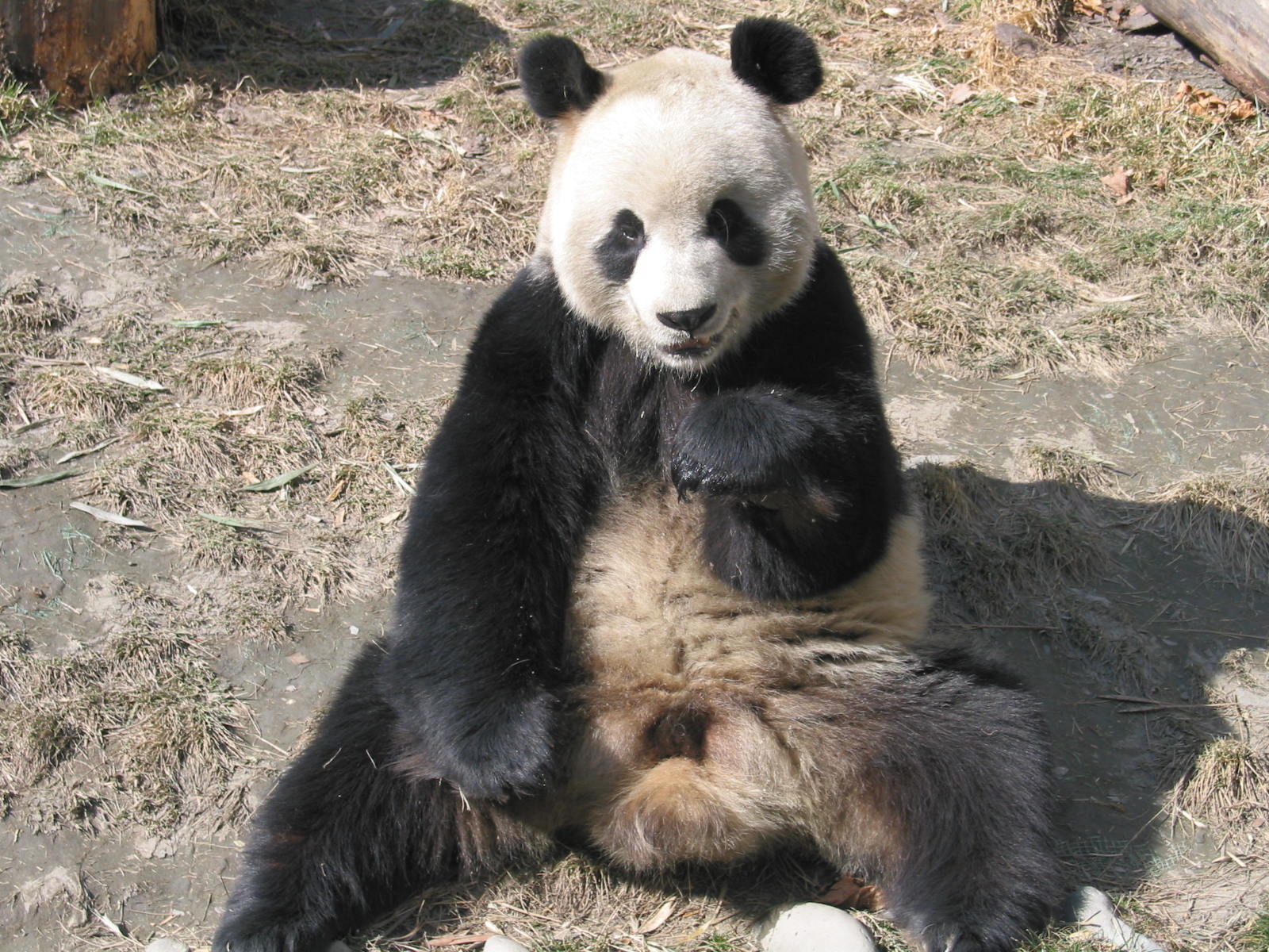 国宝熊猫可爱高清壁纸高清大图预览1600×1200_动物壁纸下载_美桌网