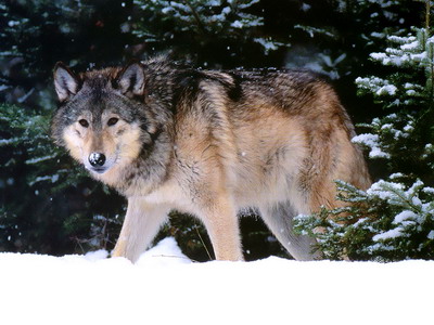 血性苍狼壁纸_动物_太平洋电脑网