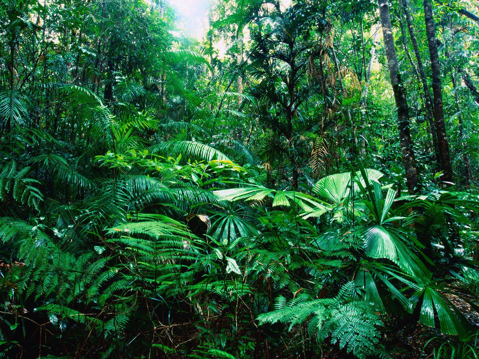 回归自然 森林精美壁纸1600 10 植物 太平洋电脑网