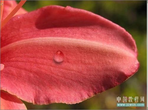 Photoshop轻松绘制树叶上的露珠